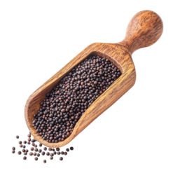 Mustard | રાય